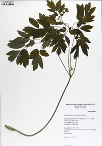 Caulophyllum thalictroides image