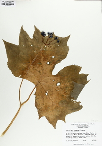 Diphylleia cymosa image