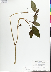 Impatiens pallida image