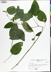 Impatiens pallida image