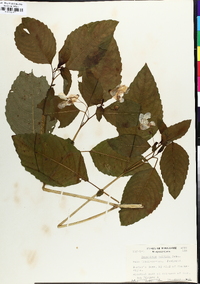 Impatiens pallida image