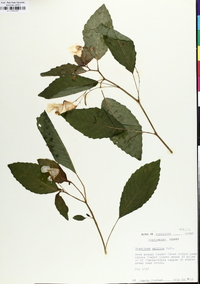 Impatiens pallida image