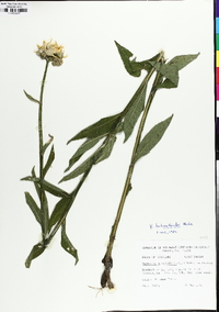 Verbesina helianthoides image