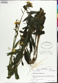 Verbesina helianthoides image