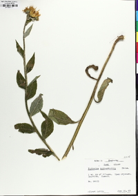 Verbesina helianthoides image