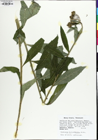 Verbesina helianthoides image