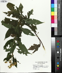 Verbesina alternifolia image