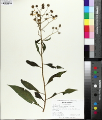 Verbesina alternifolia image