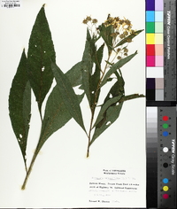 Verbesina alternifolia image