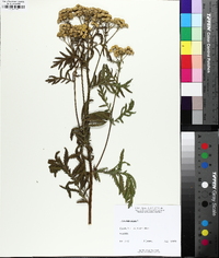 Tanacetum vulgare image