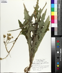 Sonchus arvensis image