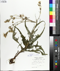 Sonchus arvensis image