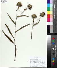 Stokesia laevis image