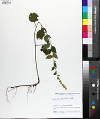 Solidago sphacelata image