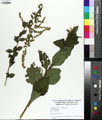 Solidago sphacelata image