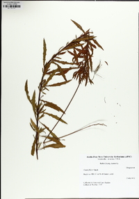 Oenothera filipes image