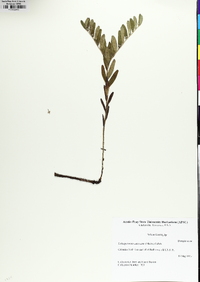 Lithospermum canescens image