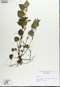 Viola striata image