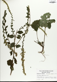 Solidago sphacelata image