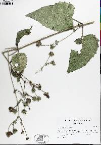 Image of Silphium wasiotense