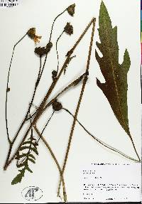 Silphium pinnatifidum image