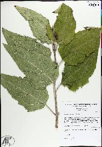 Silphium brachiatum image