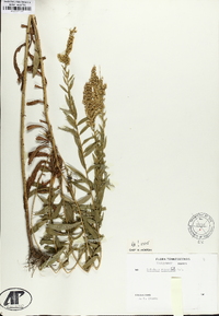 Solidago rupestris image