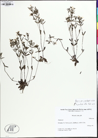 Houstonia canadensis image