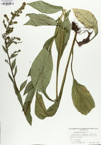 Solidago patula image