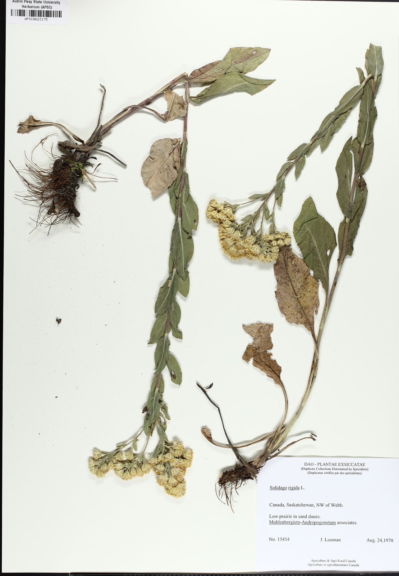 Solidago canescens image