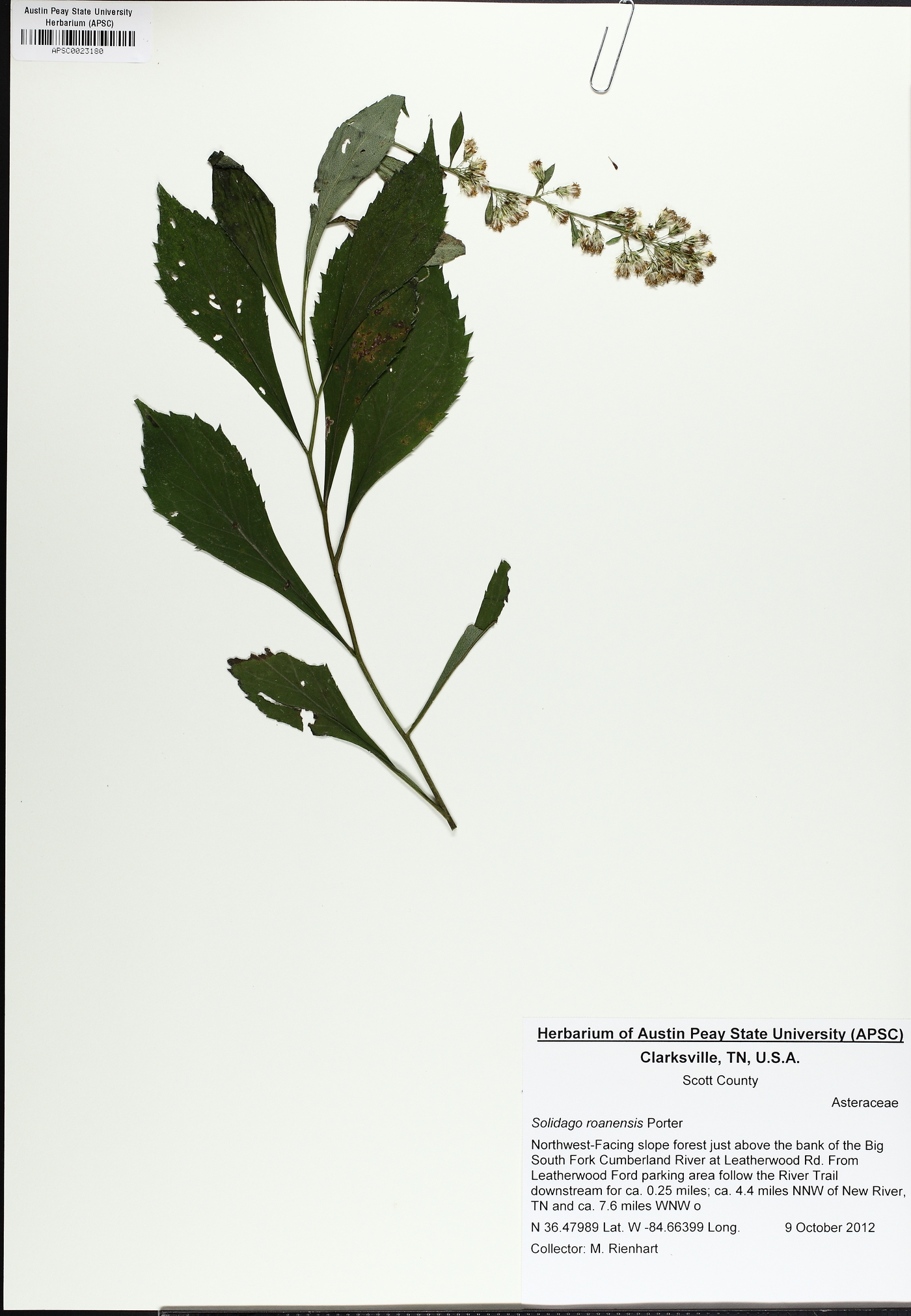 Solidago flaccidifolia image