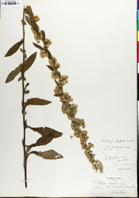 Solidago hispida image