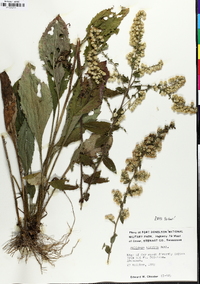 Solidago hispida image