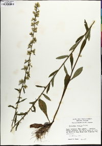 Solidago erecta image