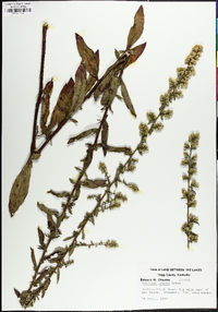 Solidago erecta image