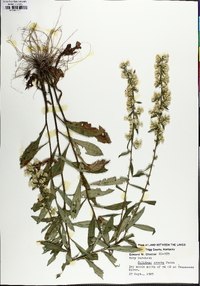 Solidago erecta image