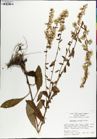 Solidago erecta image