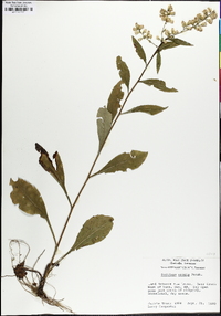 Solidago erecta image