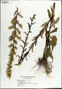 Solidago erecta image