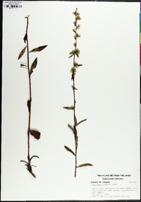 Solidago erecta image