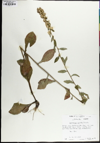 Solidago erecta image