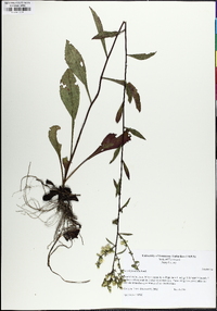 Solidago erecta image