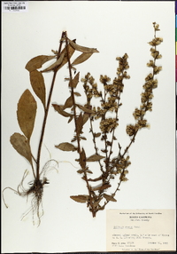 Solidago erecta image