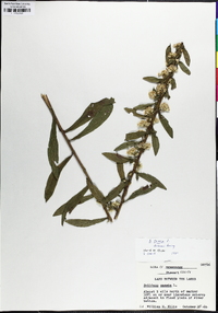 Solidago bicolor image