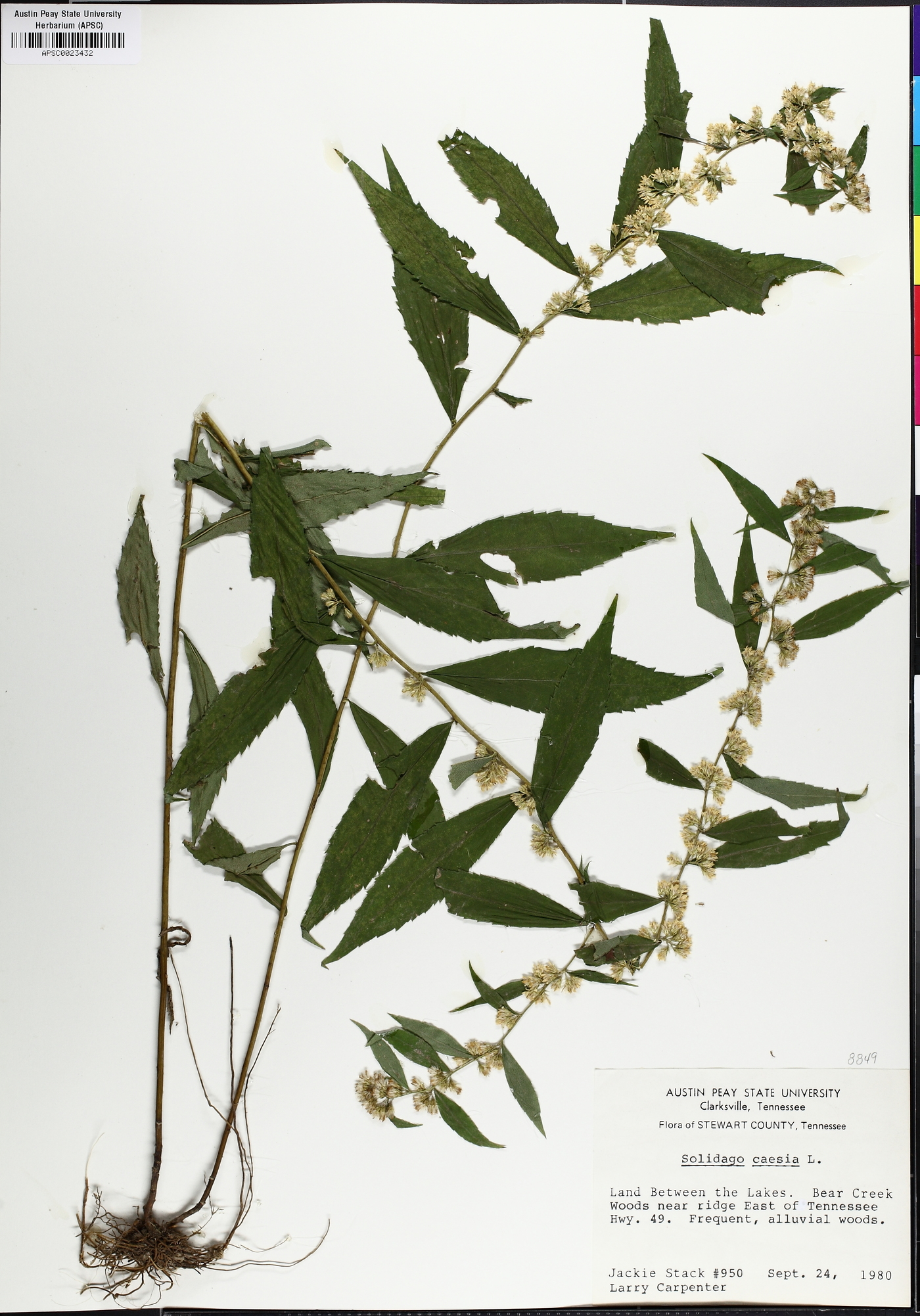 Solidago curtisii image