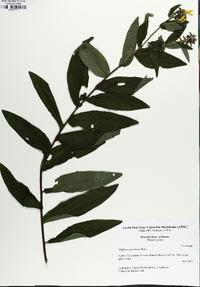 Silphium radula image