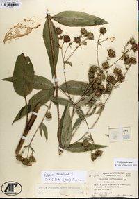 Silphium asteriscus var. trifoliatum image