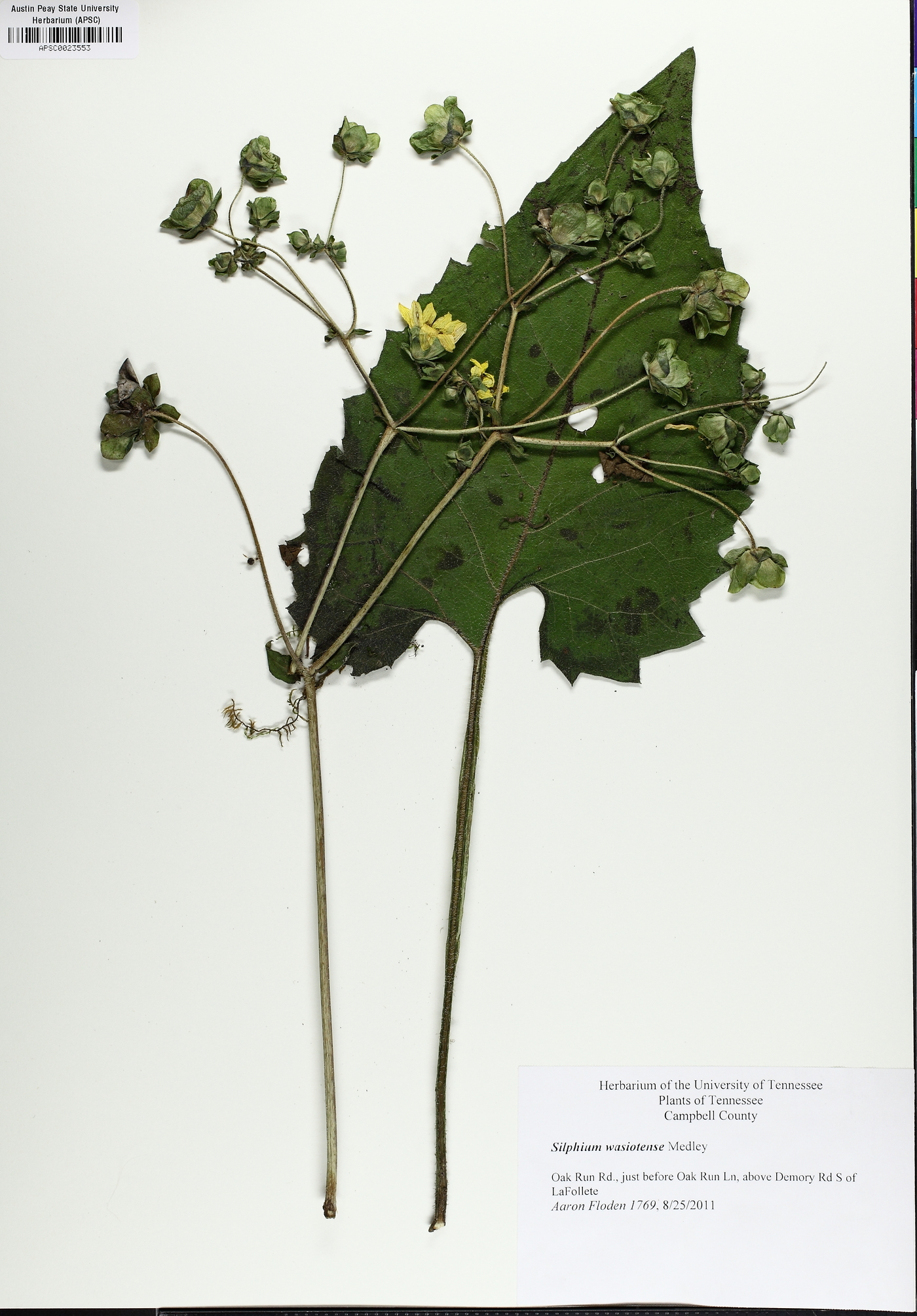 Silphium wasiotense image