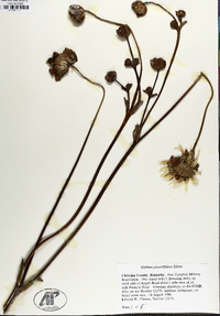 Silphium pinnatifidum image