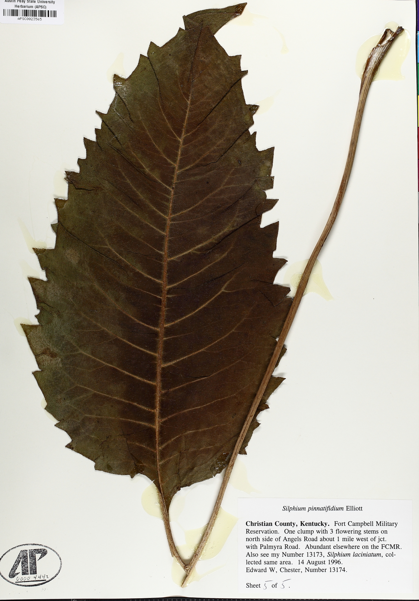 Silphium pinnatifidum image